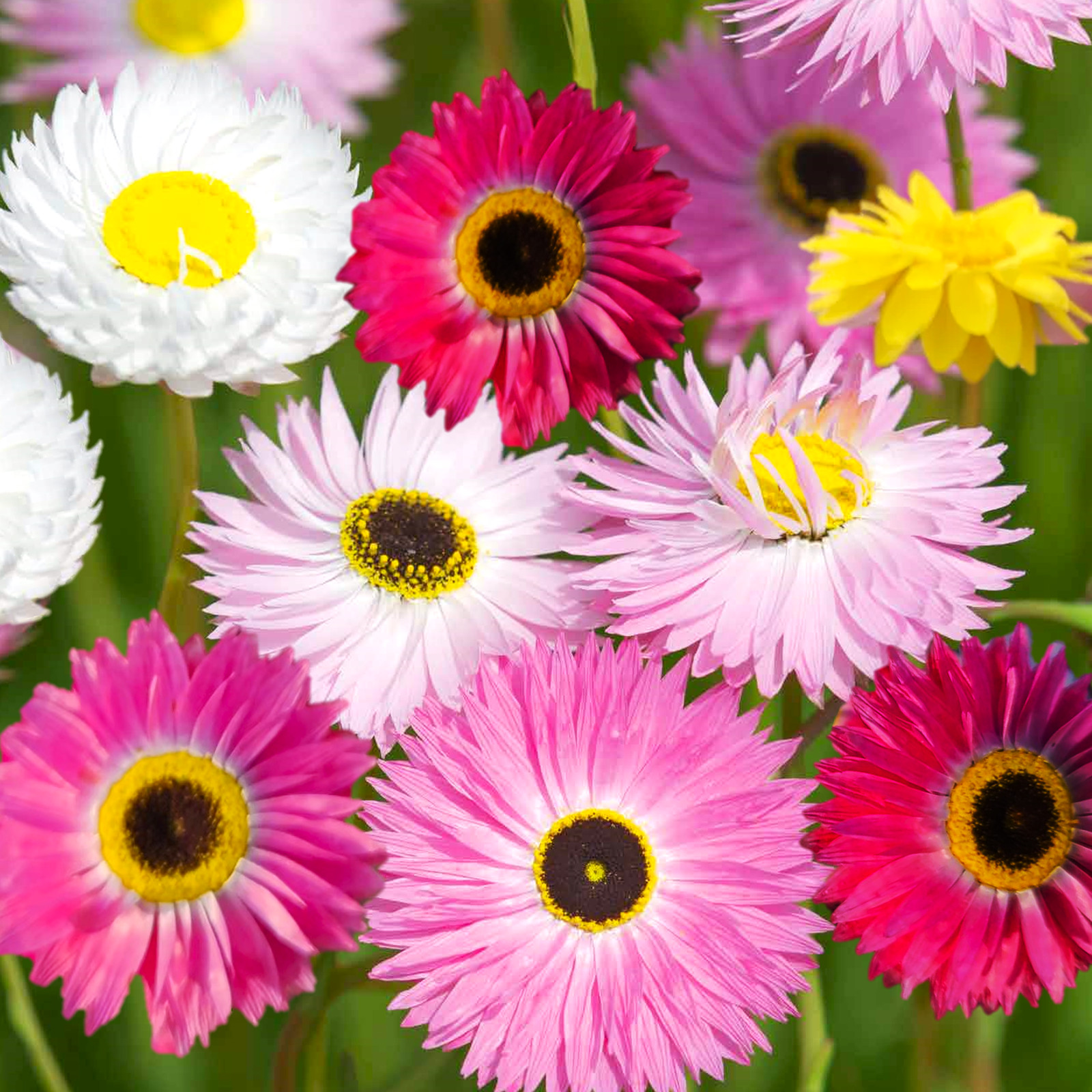 Giant Flowered Mix Paper Daisy Seeds – For 2025 Planting Mixed Colors Sunray