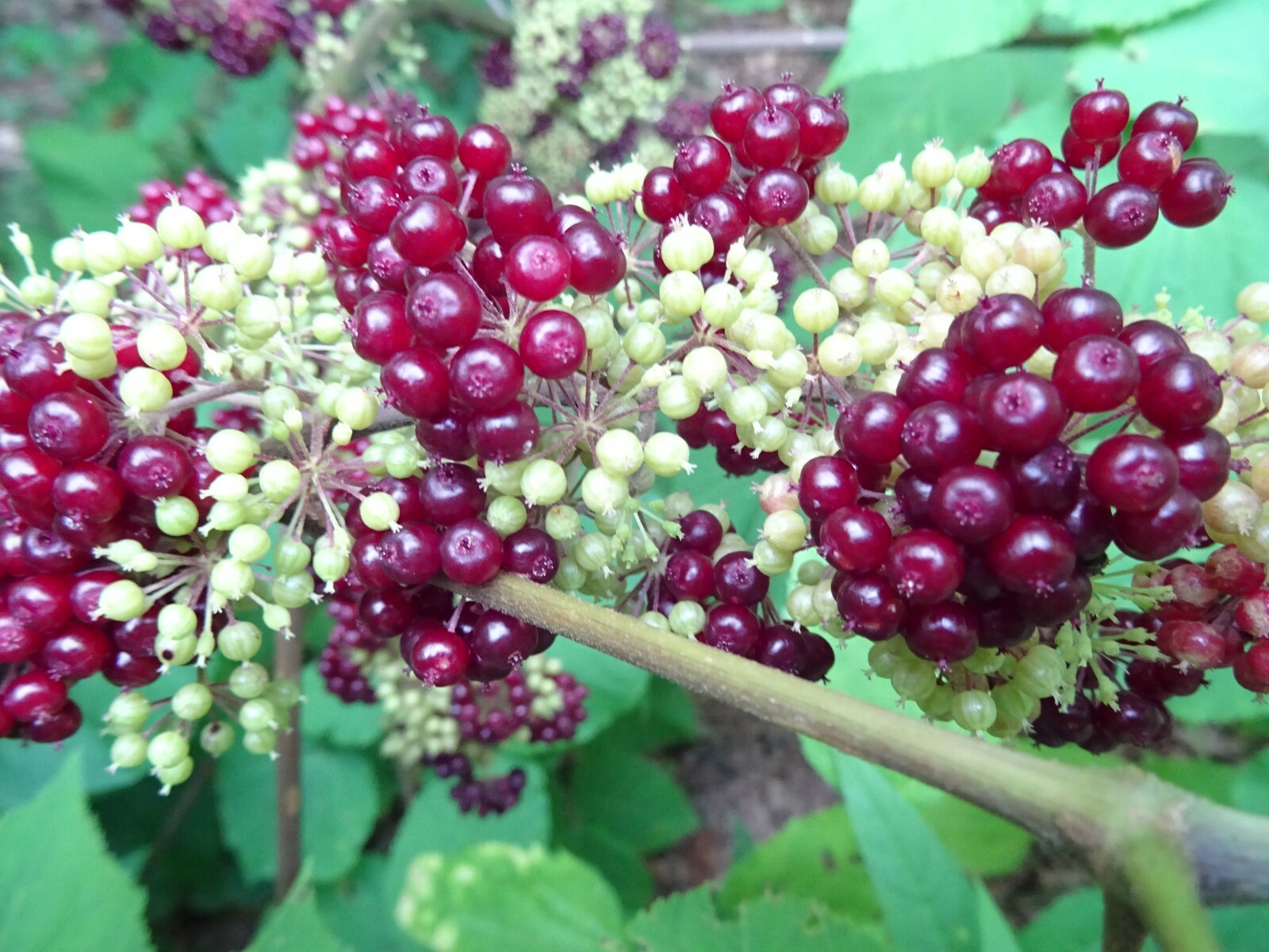 American spikenard Aralia racemosa Native perennial 25 seeds