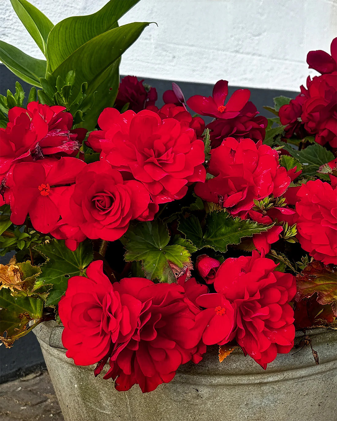 Burgundy Double Begonia – 3 tubers