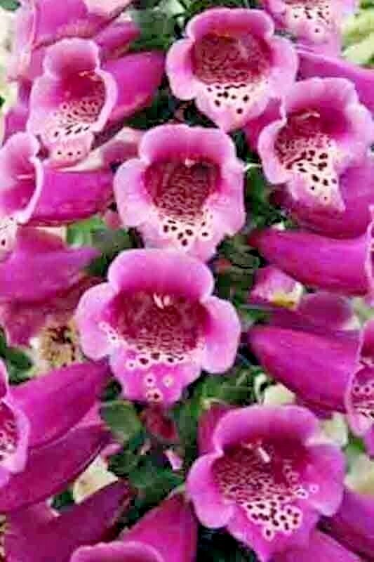 2000+ FOXGLOVE MIX SEEDS SPRING PERENNIAL FLOWERS EXCELSIOR PEST RESISTANT USA