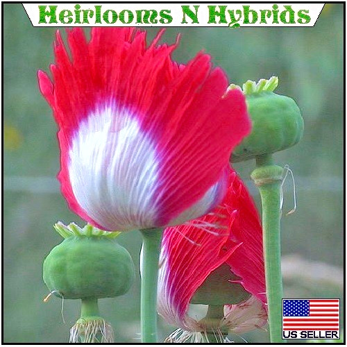 10,000 Danish Flag Stratified Poppy Seeds Giant Papavaer Somniferum For Planting