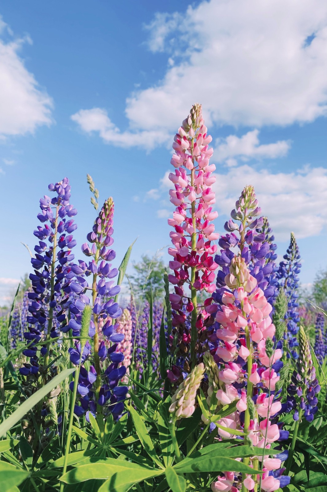Meadow Lupine Seeds – California Native – Lupinus polyphyllus – Help Pollinators
