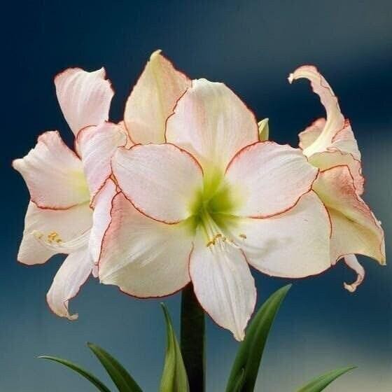 PICOTEE Jumbo Amaryllis 32/34 cm – US Seller