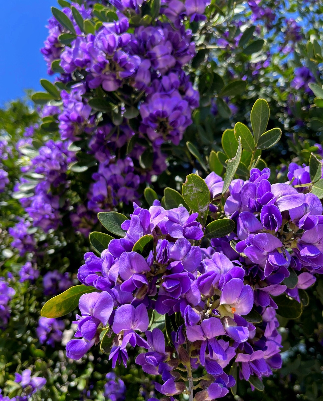 TEXAS MOUNTAIN LAUREL FLOWER TREE SEEDS (Sophora Secundiflora) Mescal Bean