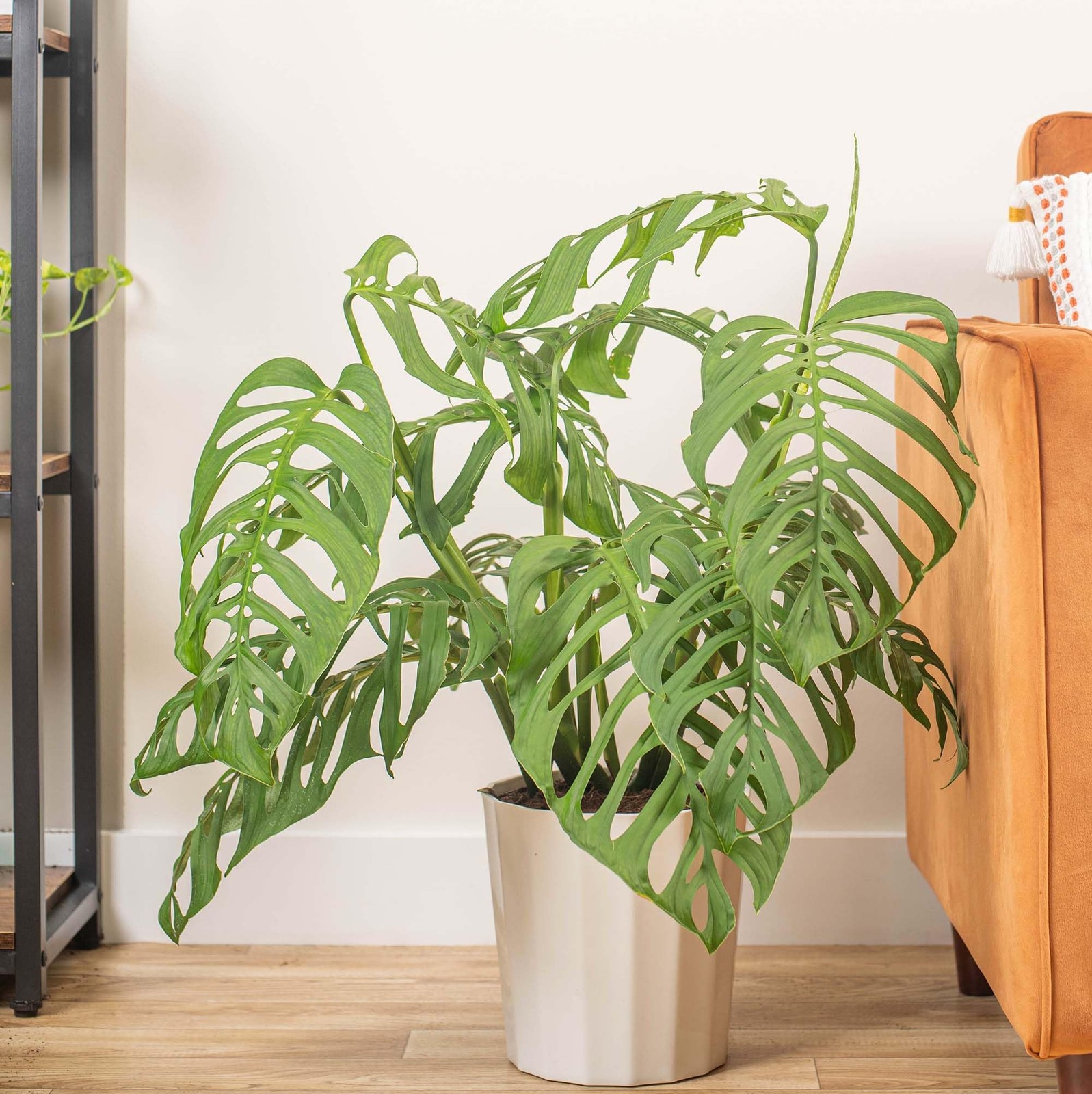 70pcs Variegated Monstera Seeds – Green & White Tropical Foliage Plant Seeds …