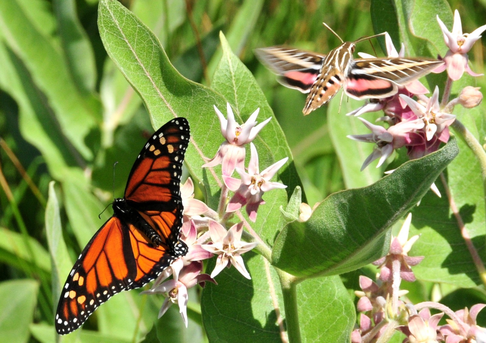 Butterfly Garden Seed Mix – Native California Wildflowers