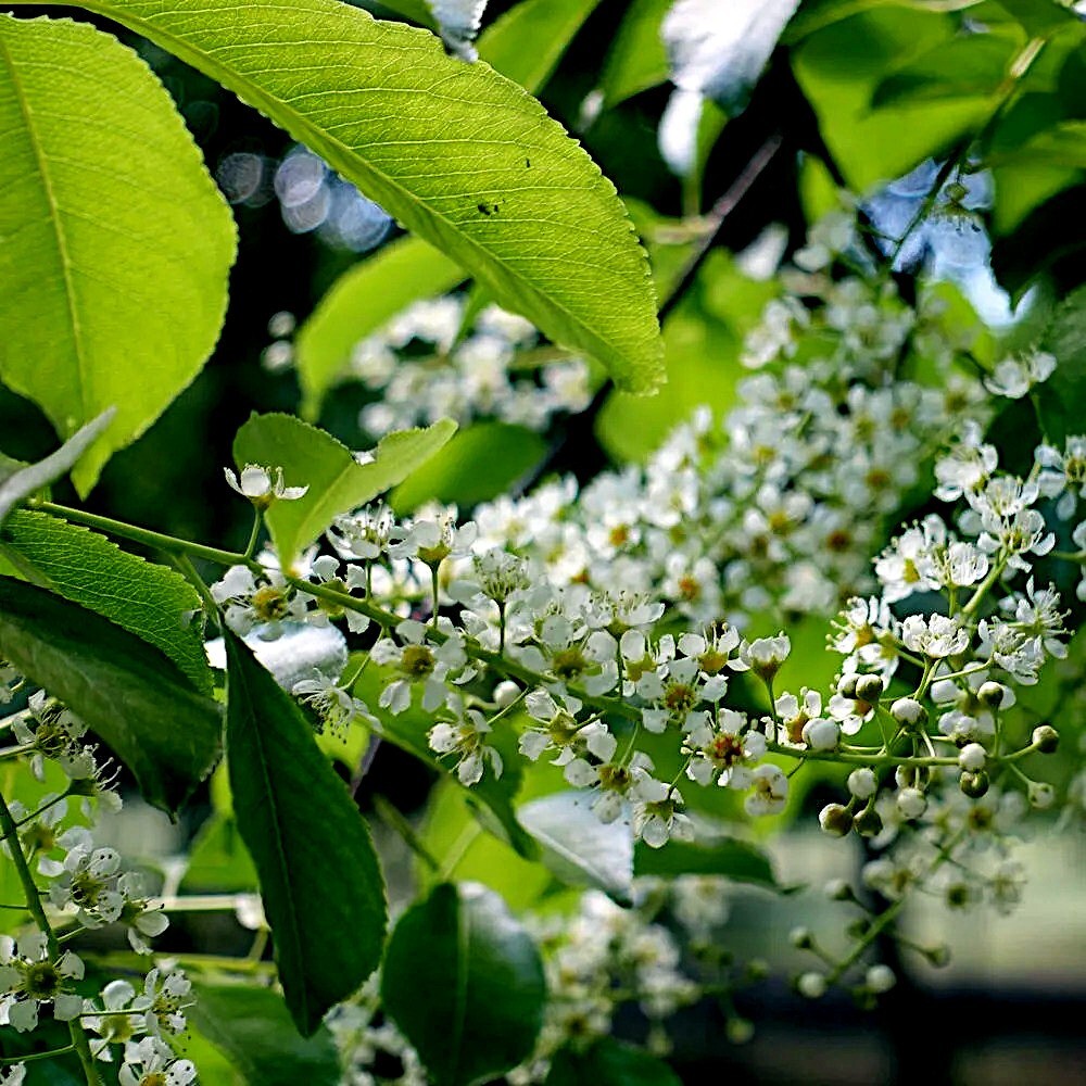 Black Cherry Tree Seeds (Prunus serotina) Hardy-3 Fast, Fall Color Flower Plant