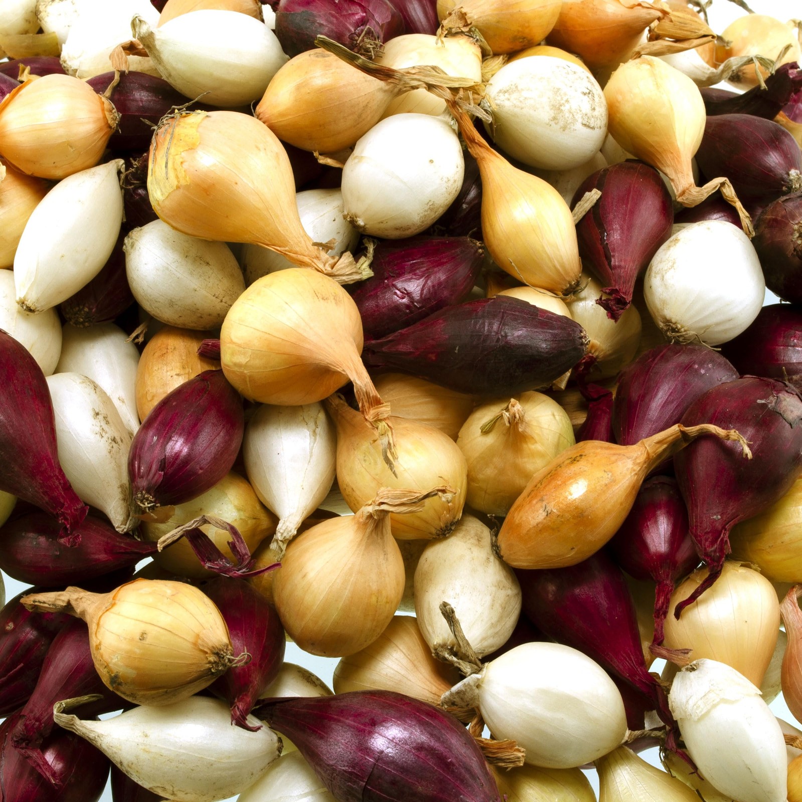 Mixed Onion Assortment 50 Plus Count Onion Sets – Red, White and Yellow Varie…