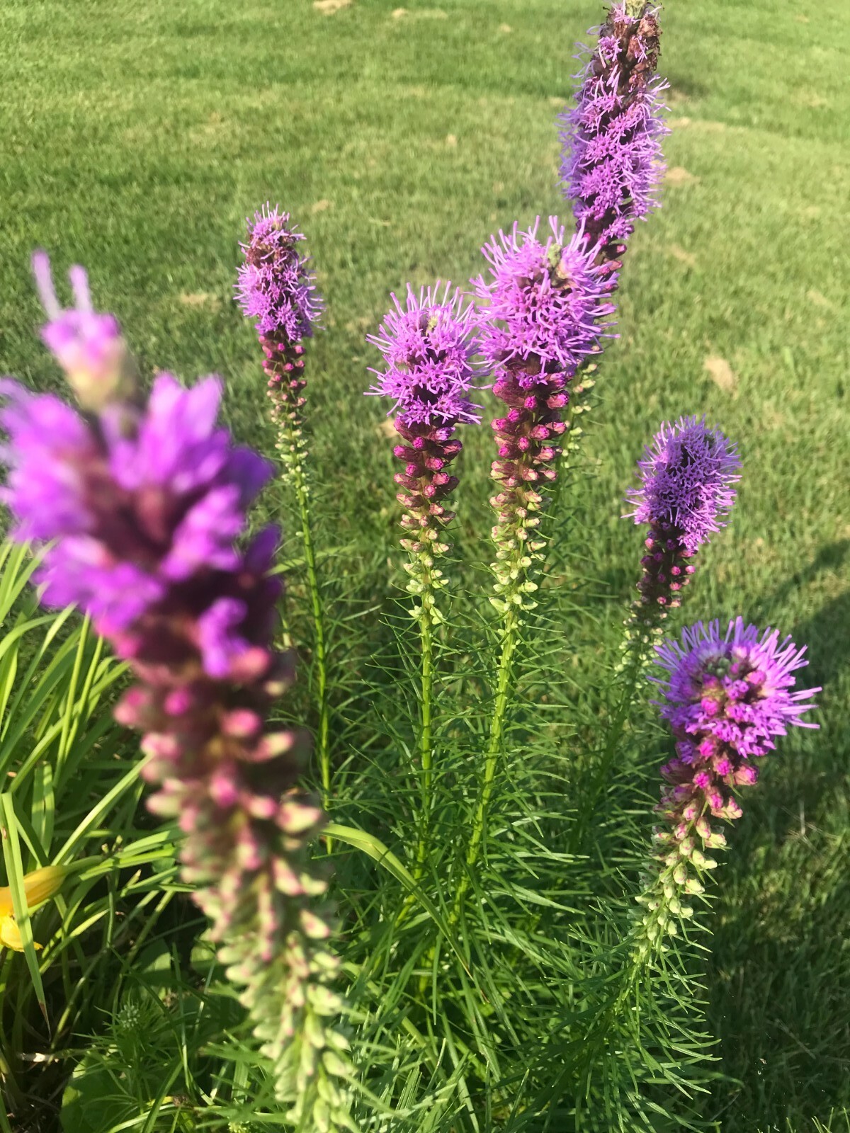 Blazing star-Gayfeather 100ct,Perennial,Purple,Low maintenance,Deer resistant