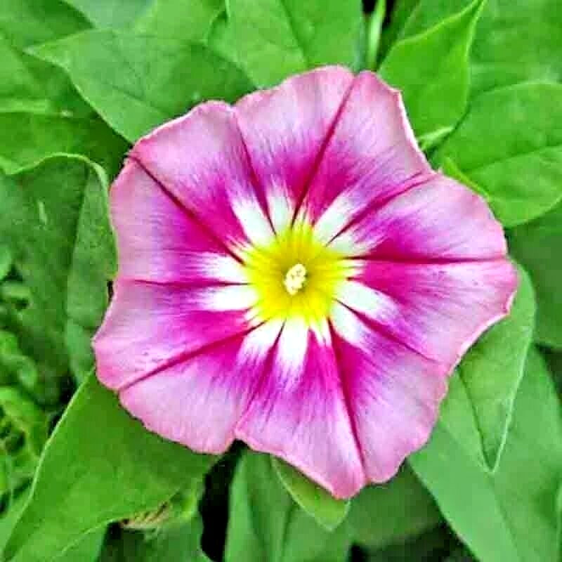 MORNING GLORY 30 SEEDS DWARF ROSE HUMMINGBIRD MIX TRICOLOR FLOWERS VINING USA