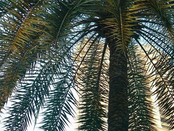 Phoenix sylvestris | India Date Palm | Silver Date Palm | 20 Seeds