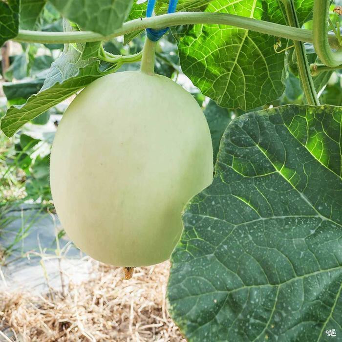 SCARBOROUGH SEEDS Honeydew Melon 50 SEEDS NON-GMO USA FREE SAME DAY SHIPPING