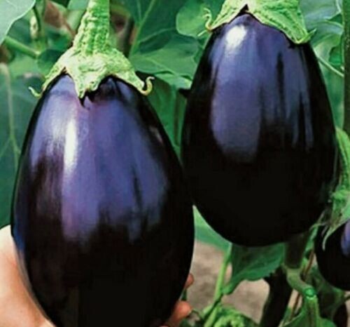 20 Organic Black Beauty Eggplant Seeds NON-GMO, FREE SHIPPING