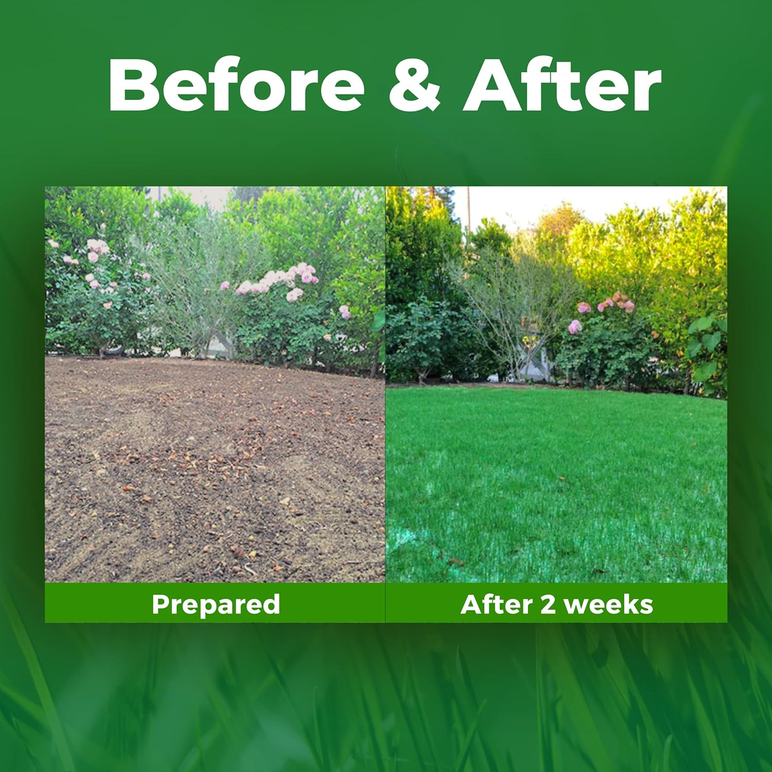 Biodegradable Grass Seed – 100 SQFT Bermuda Rye – Grass Seed and Fertilizer for