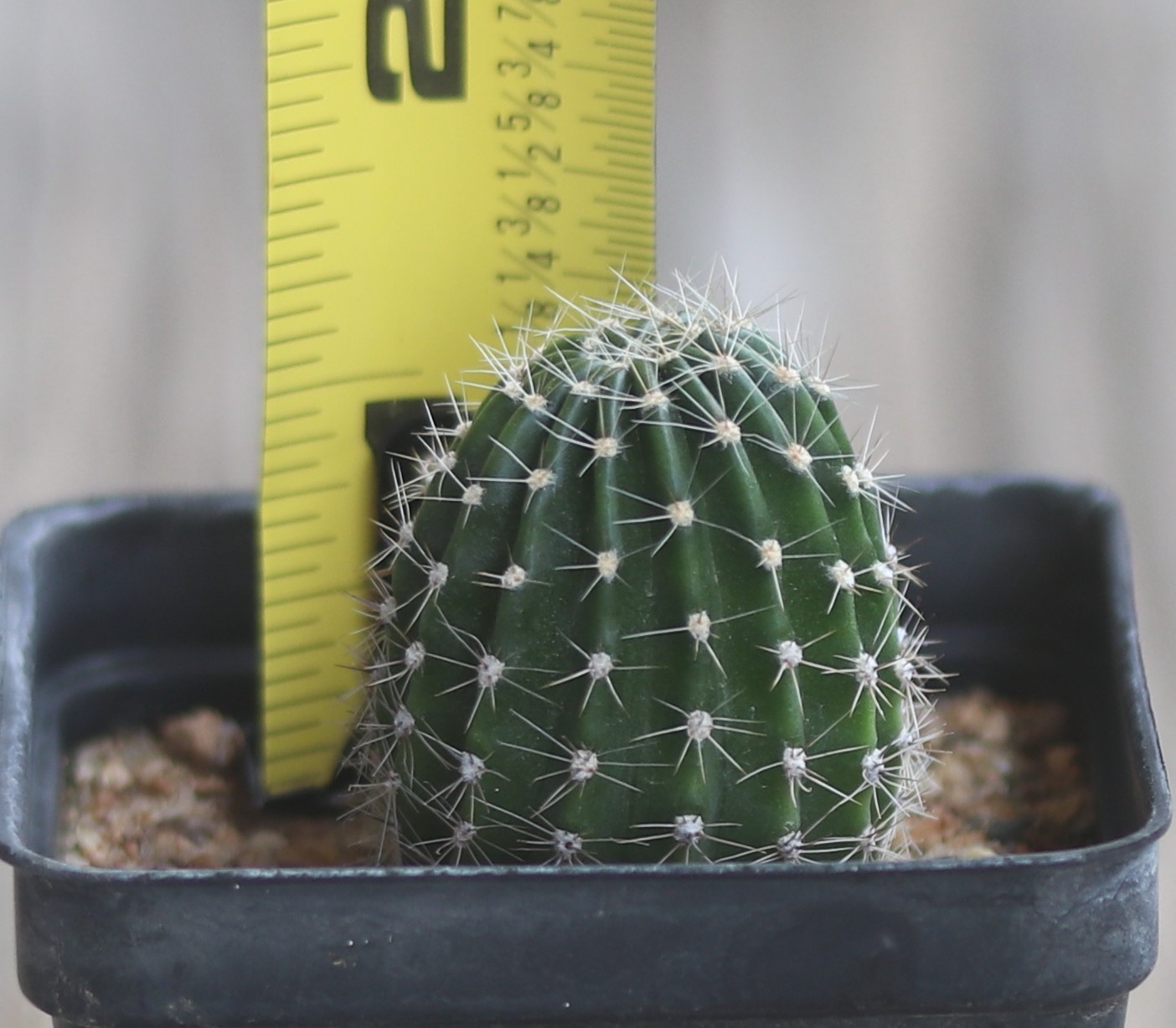 Echinopsis hybrid ‘Red 138’