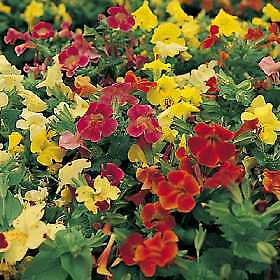Mimulus Midwest Mix 1,000 seeds