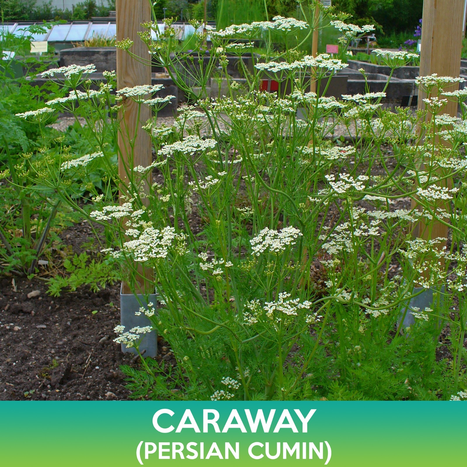 Caraway Seeds, Persian Cumin, Carum carvi