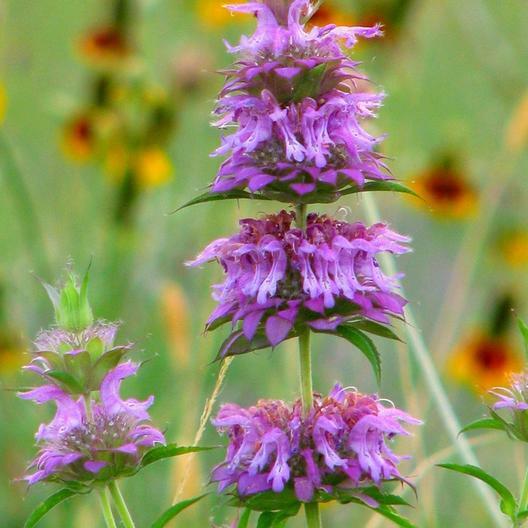 Monarda / Bee Balm LEMON MINT Purple Heirloom Pollinators LOVE Non-GMO 200 Seeds