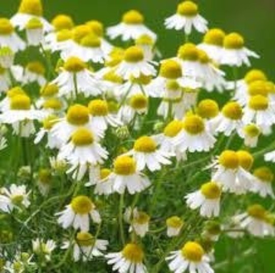 ROMAN CHAMOMILE SEEDS 100 Seeds, Anthemis nobilis, Organic, Herb, Tea Plant