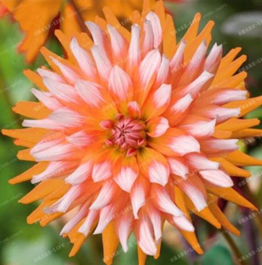 20 SEEDS for Orange White Tip DAHLIA rare flower exotic bloom plant USA Seller