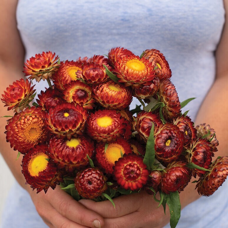 Strawflower Variety: 5 Individual Packs of 100+ Seeds