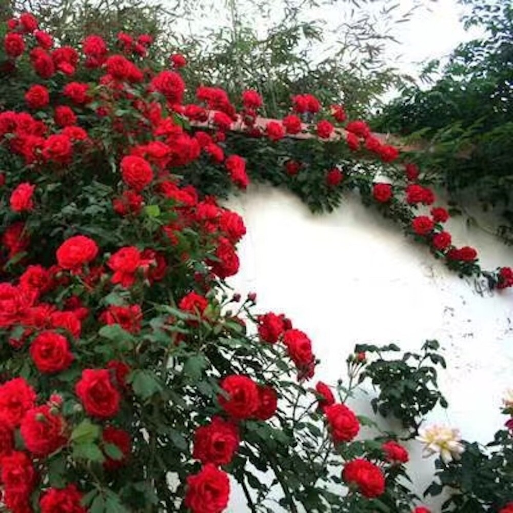 20 SEEDS for Cherry Red RARE CLIMBER climbing Rose bud flower exotic USA Seller