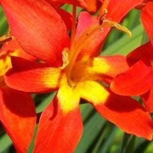 JOCHEM Crocosmia Bulbs 8+ cm or starter plant (You Choose) – US Seller
