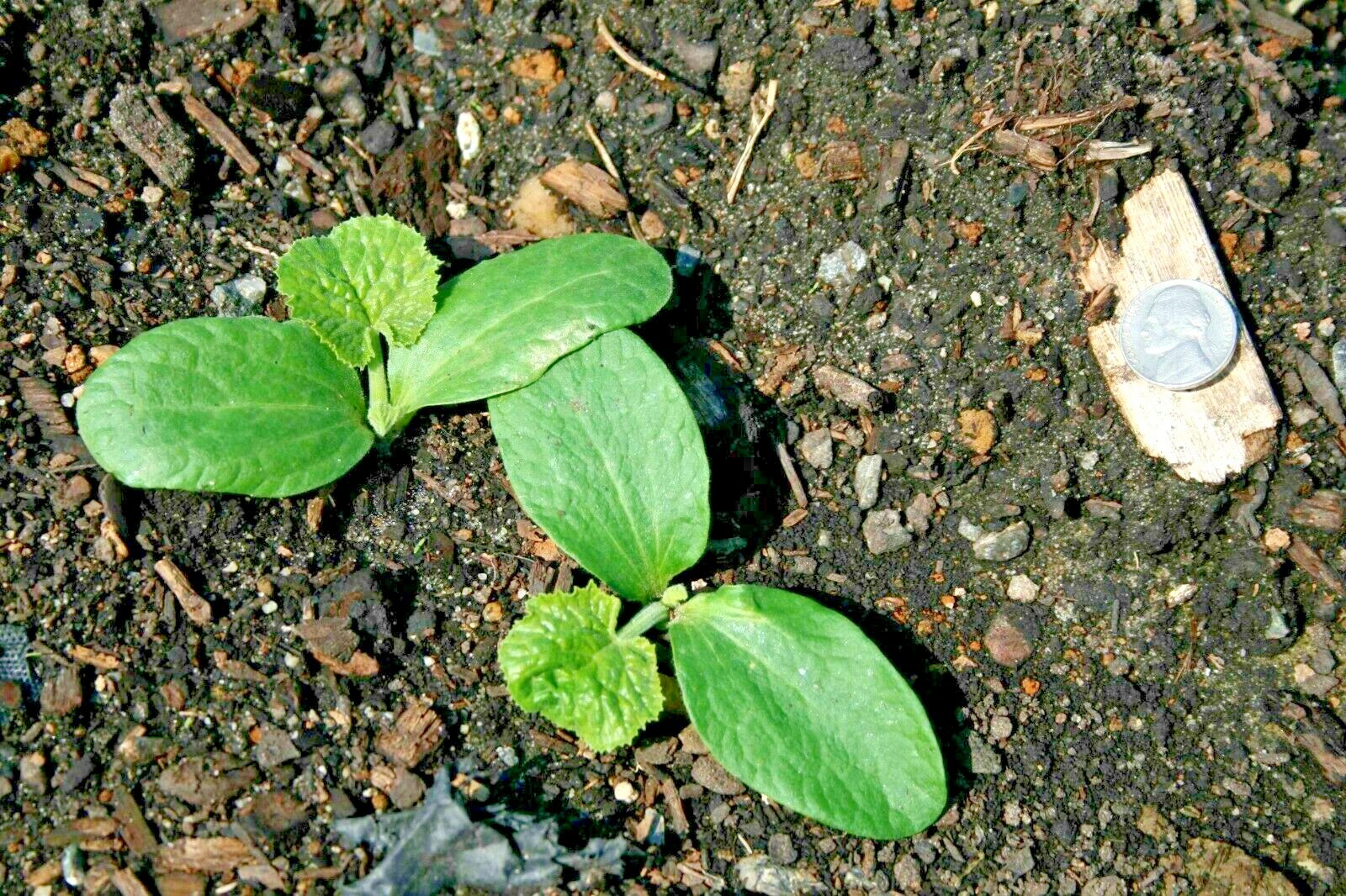 31+ Zucchini SUMMER SQUASH Seeds Black Beauty Organic Heirloom Garden Container