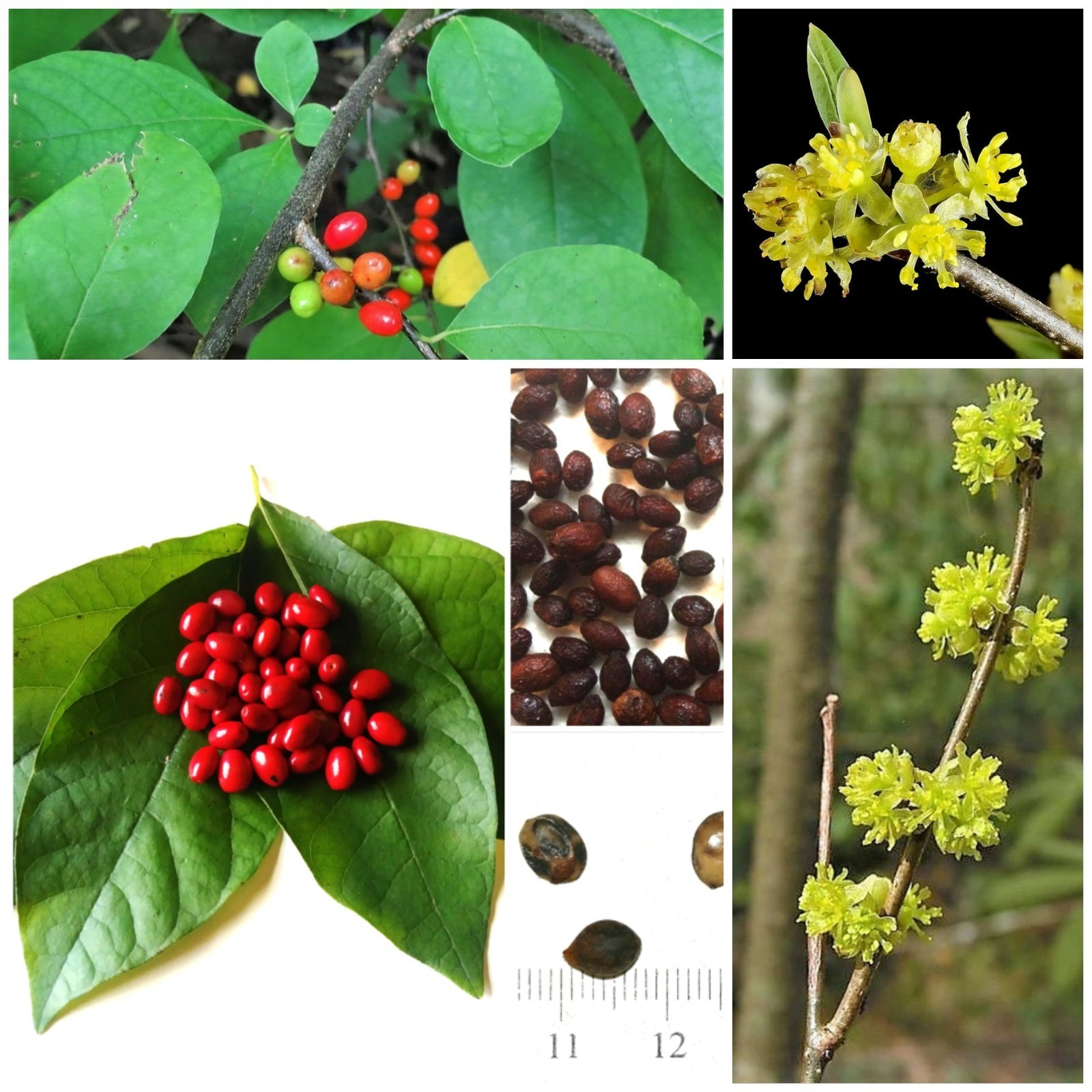 30 Lindera Benzoin Spicebush Seeds-Stratified