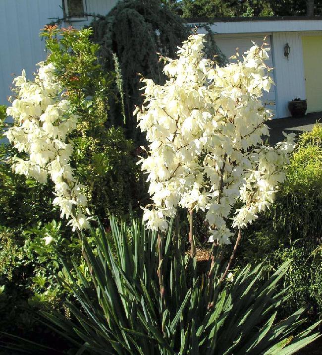 Adams Needle, Yucca filamentosa, Shrub Seeds (Evergreen, Showy, Hardy)