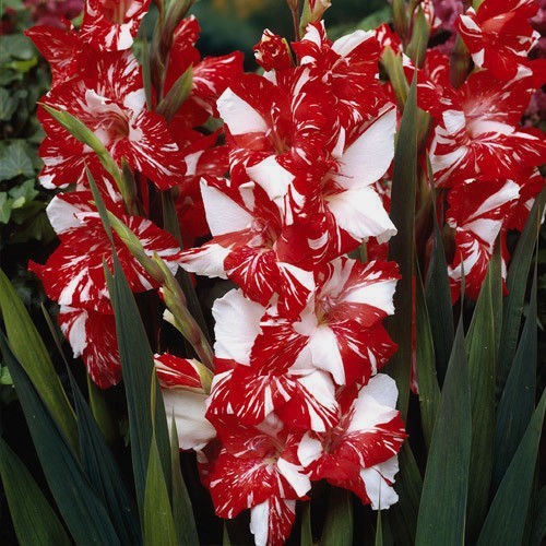 (3) Attractive Deep Red Lily Beautiful New Flower Bulbs, Perennial Check Store