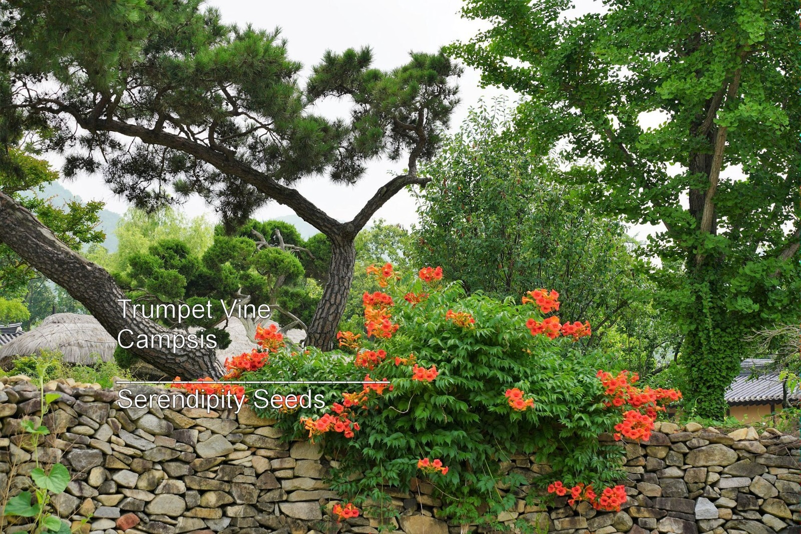 20 Heirloom Flower Seeds- Campsis – Trumpet Vine