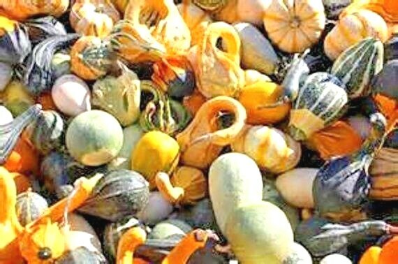 30+SMALL MIXED GOURDS Seeds Hard Shell Type Crafts Autumn Decoration Baskets