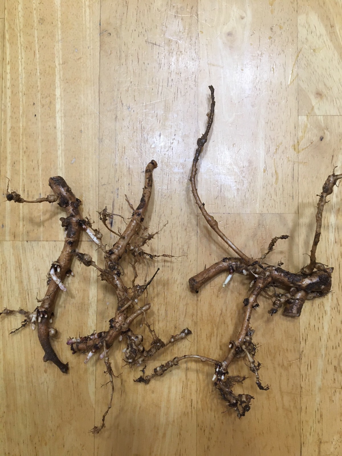 Start This Year’s Crop Today. 12 Organic Cascade Hop Rhizomes, $60.00