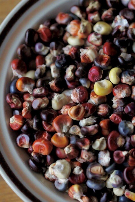 25 Painted Mountain Corn Seeds . Organic . Vibrant. Rare. Non Gmo. Annual .