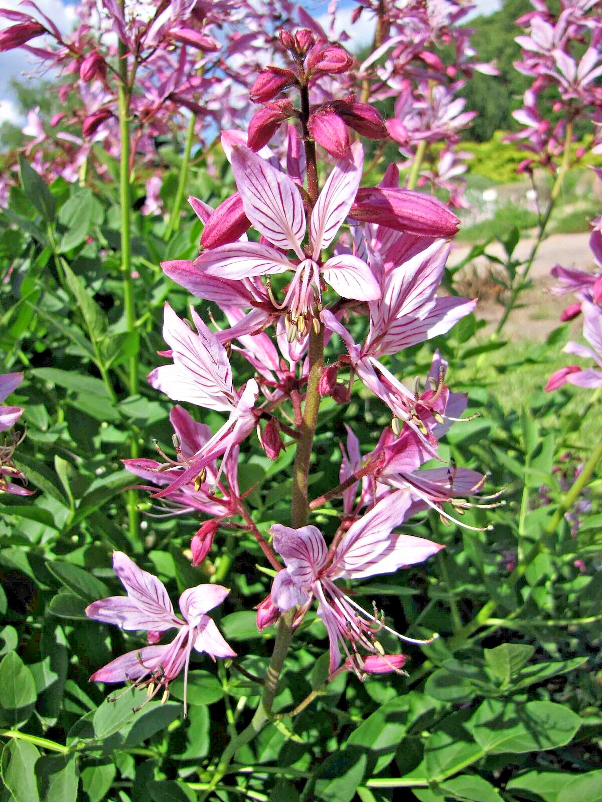 20 GAS PLANT Seeds (Dictamnus albus) Perennial Herb Flower ESSENTIAL OIL Plant