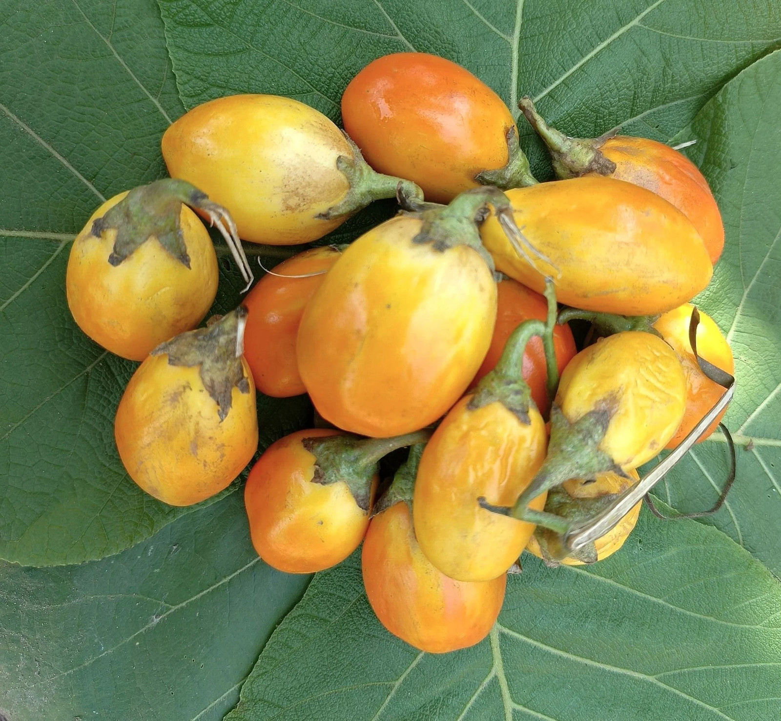 Golden Eggs Eggplant Seeds – For 2026 Planting Yellow Ornamental Small Baby