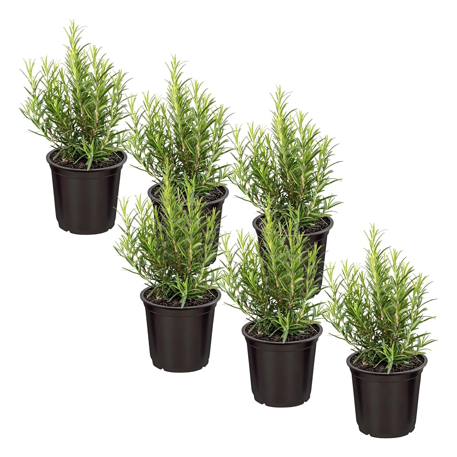 Rosemary Herb Seeds 6 Pack Fresh Edible Aromatic Plants For Sale Buy Rosemary