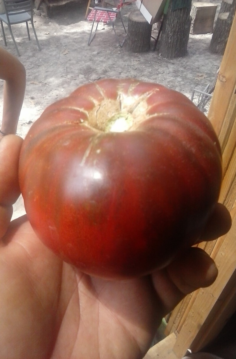 Heirloom Garden Seeds | Non-GMO Vegetable & Herb Seeds | Survival Gardening