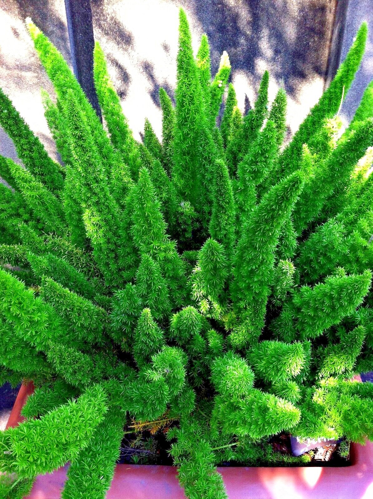 100 ASPARAGUS FOXTAIL FERN Seeds Myers Houseplant Tropical Flower Garden RARE!