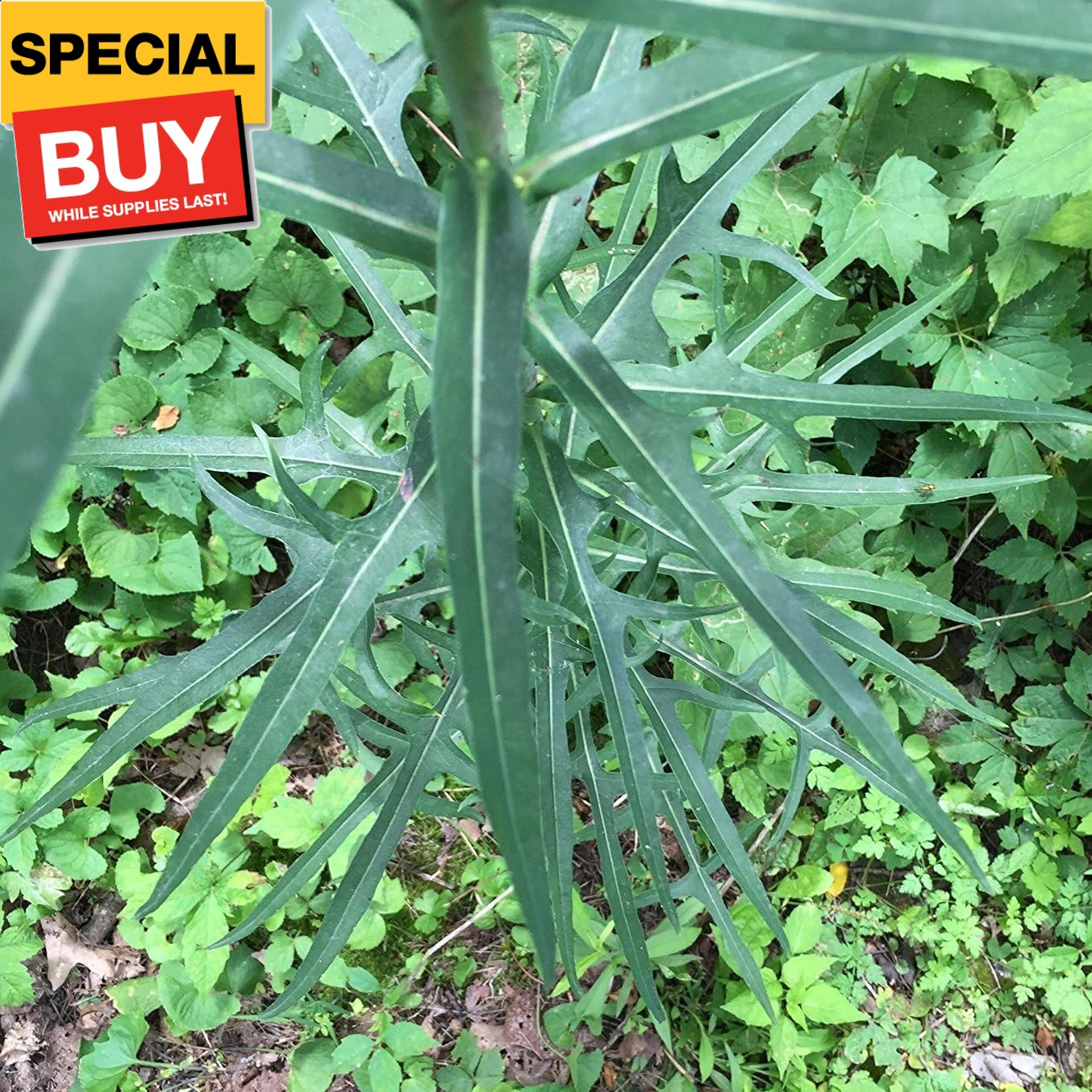 Wild Lettuce (Lactuca virosa) – Grow Now or Store for Future Planting – Capsule