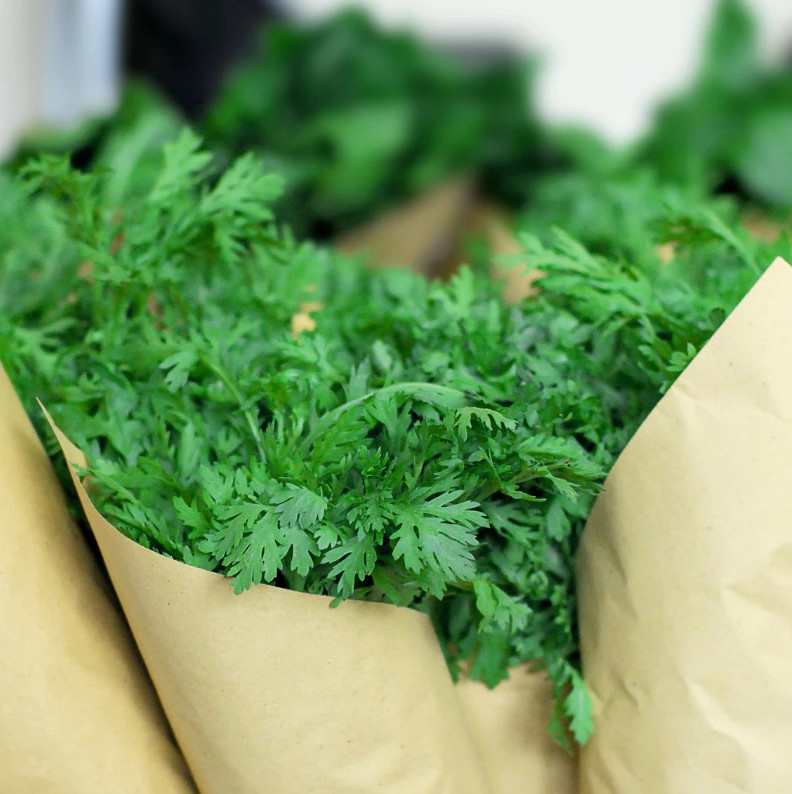 20 Gr (3500 Seeds) Chrysanthemum Greens Seeds for Planting, Tong Ho Choy Seeds