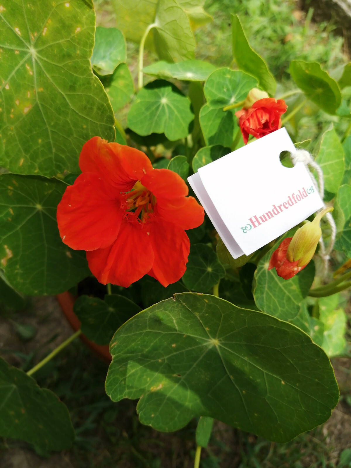 30 Jewel Mix Nasturtium Seeds – Tropaeolum majus Bush Type, Easily Grown, Edible