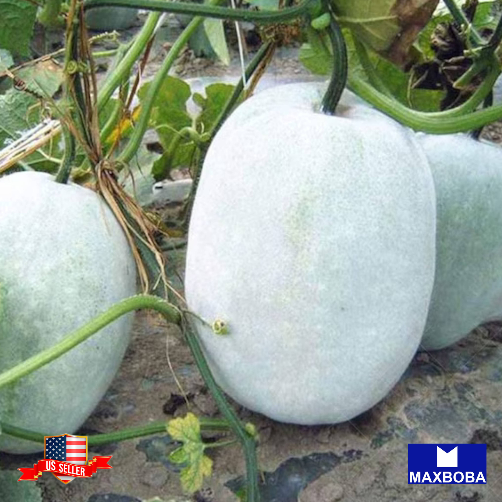 Gourd Seeds Giant Wax Heirloom Vegetable Non-GMO