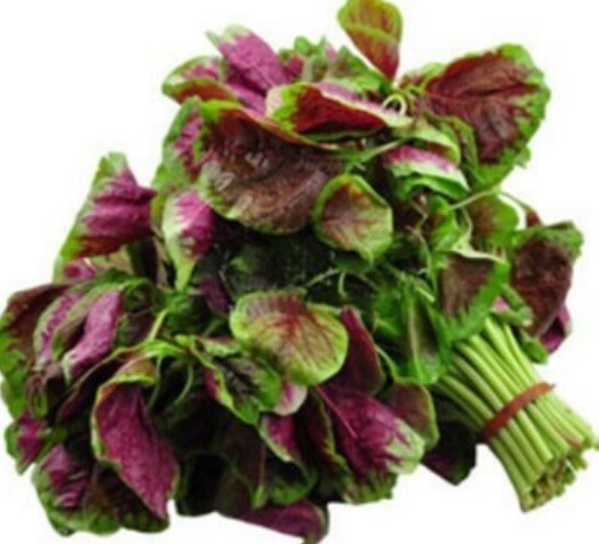 FreeShip 1-LB 480,000 Rau Den Red Stripe Leaf AMARANTH Seeds Chinese Spinach 紅莧菜