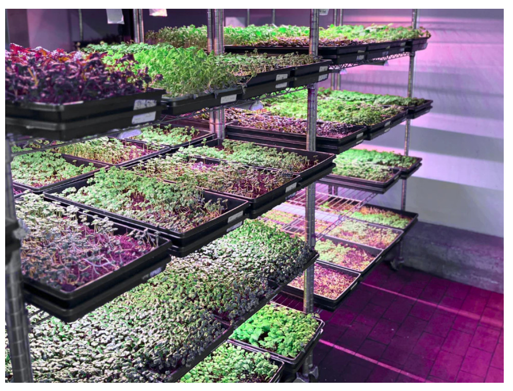 Organic MICROGREEN Seeds | Fresh Heirloom Non GMO Sprouting Seeds