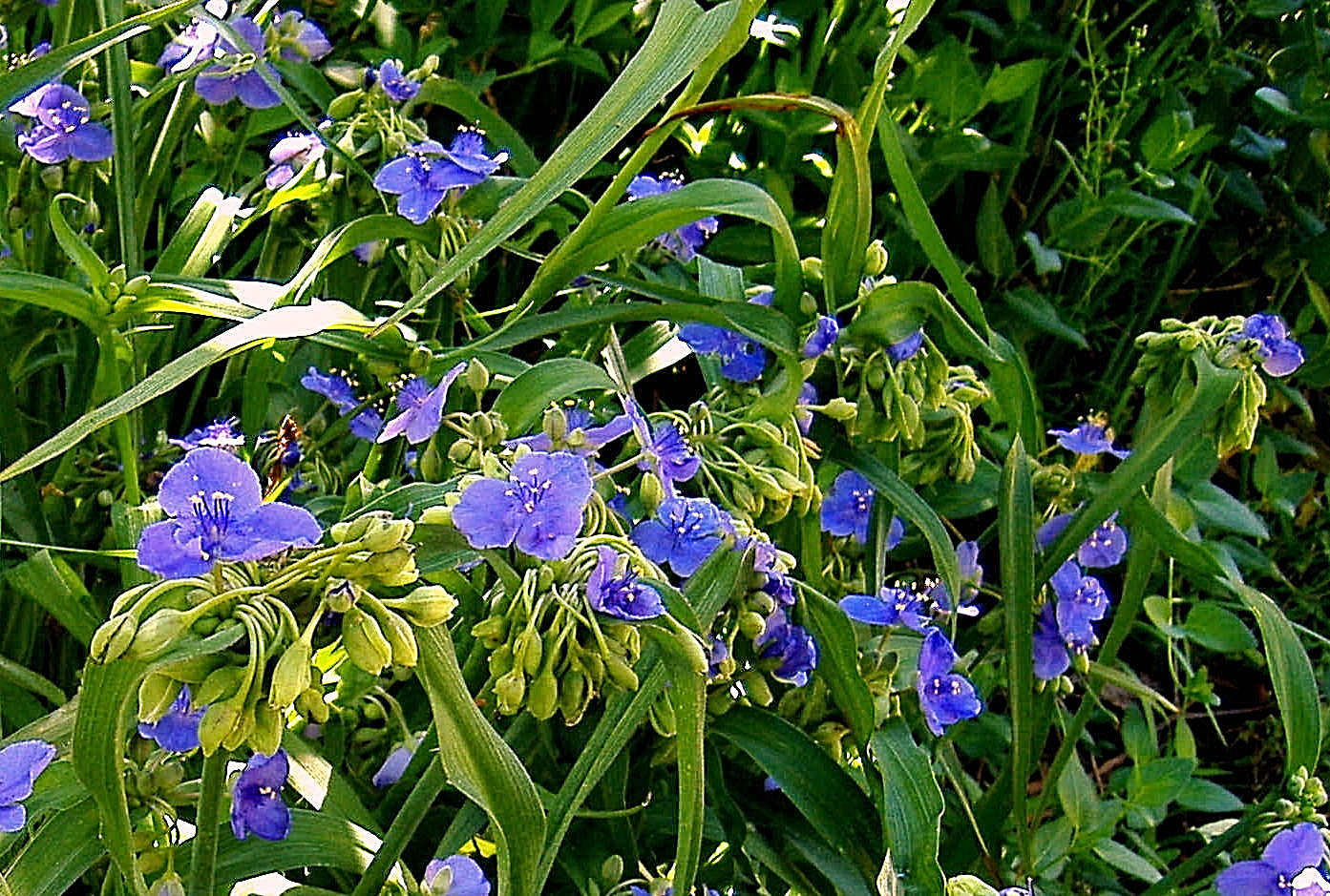 20+ SPIDERWORT TRADESCANTIA FIBROUS BARE ROOTS USDA ZONE 4~9