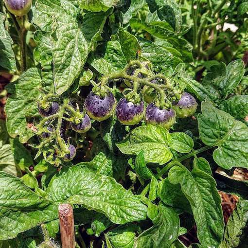 10 seeds Dwarf Mocha’s Cherry Tomato ORGANIC Rare Anthocyanin Variety