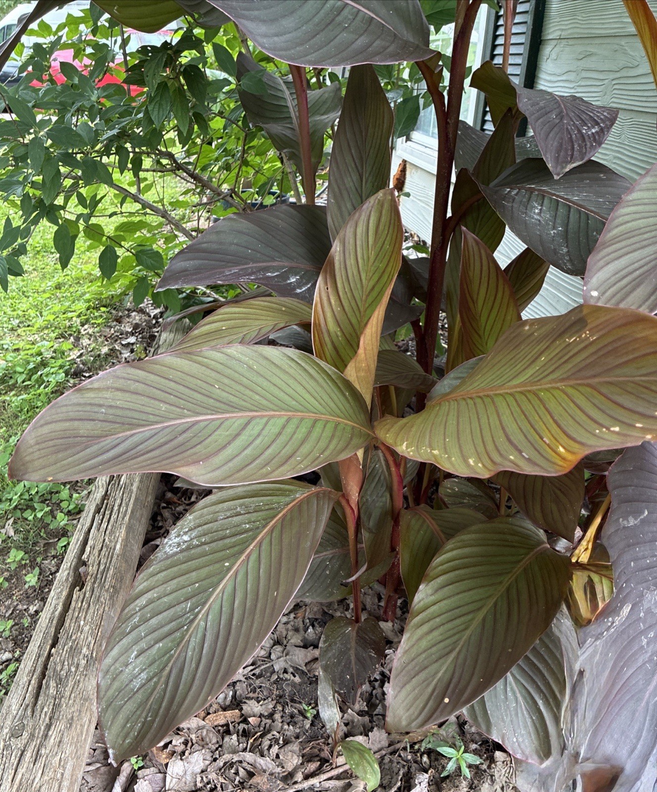 Canna – Tall Red Flower