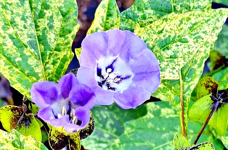 rare variegated shoofly plant 100 seeds, Nicandra Phsalodes Var. Splash of cream